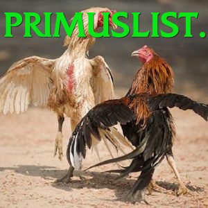 Đá Gà Trực Tiếp - Ưu đãi đặc biệt